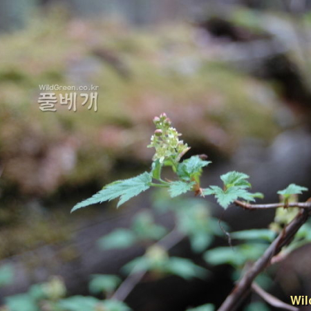 명자순(Ribes maximowiczianum Kom.) : 벼루