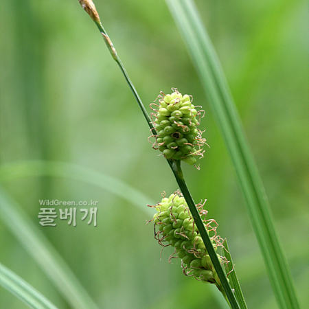 구슬사초(Carex tegulata H.L?v. & Vaniot) : 고들빼기