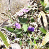 털긴잎제비꽃(Viola ovato-oblonga (Miq.) Makino f. pubescens F.Maek.) : 추풍