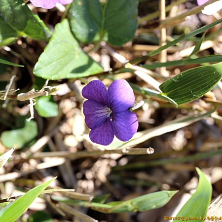 털긴잎제비꽃(Viola ovato-oblonga (Miq.) Makino f. pubescens F.Maek.) : 추풍