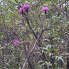 산비장이(Serratula coronata L. subsp. insularis (Iljin) Kitam.) : 현촌