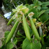옥잠화(Hosta plantaginea (Lam.) Aschers.) : 설뫼