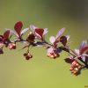 일본매자나무(Berberis thunbergii DC.) : 별꽃