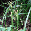 구슬사초(Carex tegulata H.L?v. & Vaniot) : 고들빼기