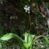 나도옥잠화(Clintonia udensis Trautv. & C.A.Mey.) : 들국화