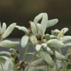 솜다리(Leontopodium coreanum Nakai) : 산들꽃