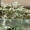 솜다리(Leontopodium coreanum Nakai) : 산들꽃