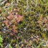 끈끈이주걱(Drosera rotundifolia L.) : 박용석