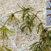 오성붕어마름(Ceratophyllum demersum var. quadrispinum Makino) : 설뫼*