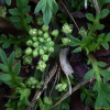 냄새냉이(Coronopus didymus (L.) Sm.) : 오솔