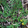 냄새냉이(Coronopus didymus (L.) Sm.) : 오솔