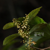 빌레나무(Maesa japonica (Thunb.) Moritzi & Zoll.) : 무심거사