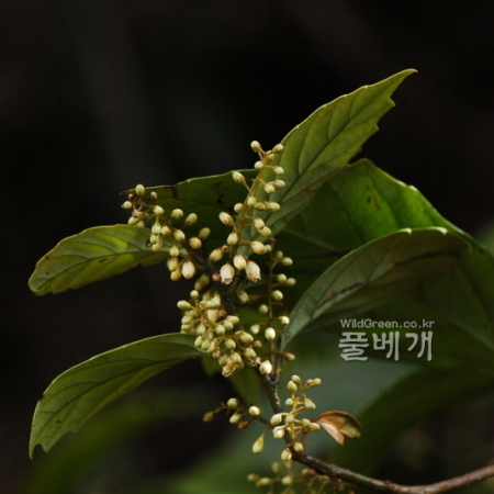 빌레나무(Maesa japonica (Thunb.) Moritzi & Zoll.) : 통통배