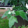 은백양(Populus alba L.) : 설뫼