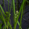 좁은잎흑삼릉(Sparganium hyperboreum Laest. ex Beurl.) : 통통배