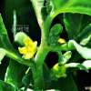번행초(Tetragonia tetragonioides (Pall.) Kuntze) : 풀잎사랑