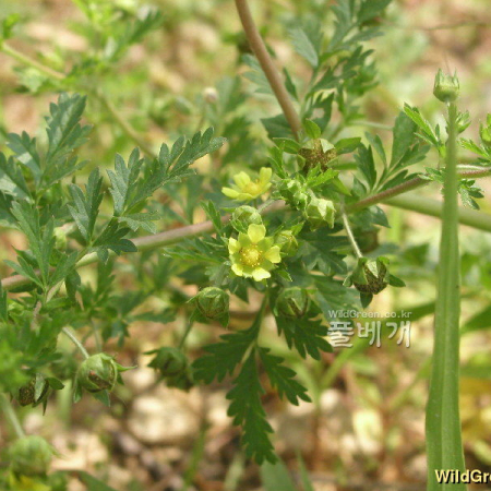 개소시랑개비(Potentilla supina L. subsp. paradoxa (Nutt.) Soj?k) : 통통배