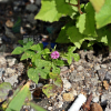 미국나팔꽃(Ipomoea hederacea Jacq.) : 꽃마리