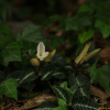 붉은사철란(Goodyera biflora (Lindl.) Hook.f.) : 오솔