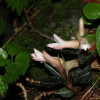 붉은사철란(Goodyera biflora (Lindl.) Hook.f.) : 오솔