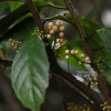 빌레나무(Maesa japonica (Thunb.) Moritzi & Zoll.) : 무심거사
