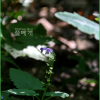 호골무꽃(Scutellaria pekinensis Maxim. var. ussuriensis (Regel) Hand.-Mazz.) : 도리뫼