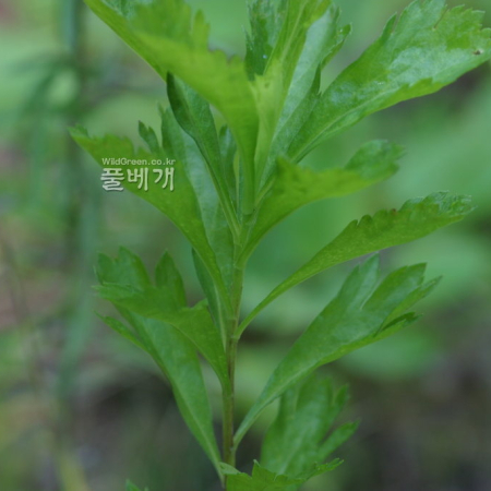 제비쑥(Artemisia japonica Thunb.) : 무심거사