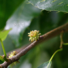 굴참나무(Quercus variabilis Blume) : 봄까치꽃