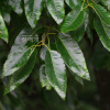 굴참나무(Quercus variabilis Blume) : 봄까치꽃