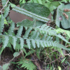 진고사리(Deparia japonica (Thunb.) M.Kato) : 무심거사