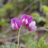 털갯완두(Lathyrus japonicus Willd. var. aleuticus (Greene ex T.G.White) Fernald) : 산들꽃