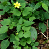 왜젓가락나물(Ranunculus silerifolius H.L?v.) : 오솔
