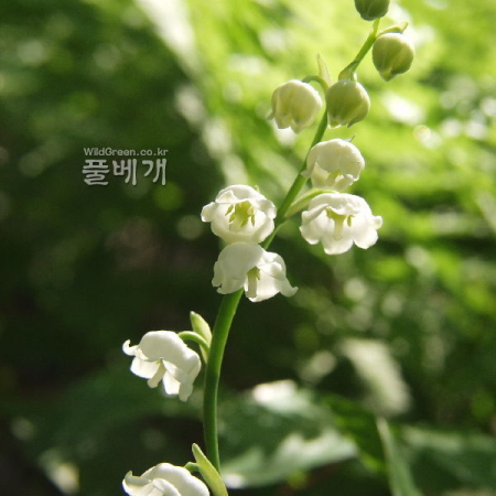 은방울꽃(Convallaria keiskei Miq.) : 麥友