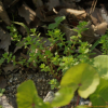 말똥비름(Sedum bulbiferum Makino) : 둥근바위솔