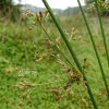 푸른갯골풀(Juncus setchuensis Buchenau) : 청암