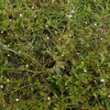밭뚝외풀(Lindernia procumbens (Krock.) Borbas) : 청암