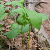 용둥굴레(Polygonatum involucratum (Franch. & Sav.) Maxim.) : 통통배