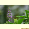 석잠풀(Stachys riederi Cham. var. japonica (Miq.) H.Hara) : 통통배