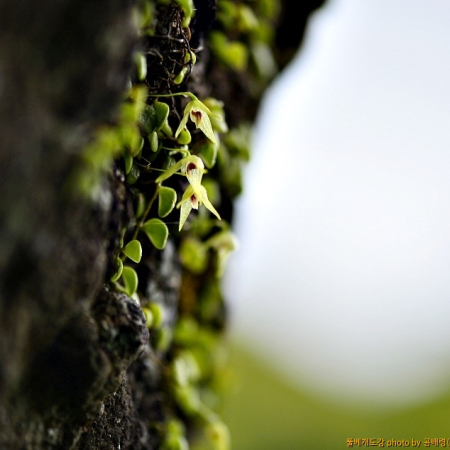 콩짜개란(Bulbophyllum drymoglossum Maxim. ex Okub.) : 곰배령
