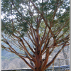향나무(Juniperus chinensis L.) : 벼루