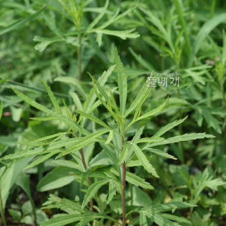 물쑥(Artemisia selengensis Turcz. ex Besser) : 고들빼기
