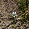 흰제비꽃(Viola patrinii DC. ex Ging.) : 통통배