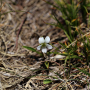 흰제비꽃 : 추풍