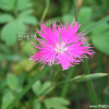 꽃패랭이꽃(Dianthus superbus L.) : 은하수