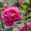 덩굴장미(Rosa multiflora var. platyphylla Thory) : 별꽃
