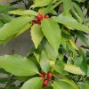 식나무(Aucuba japonica Thunb.) : 무심거사