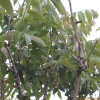 참죽나무(Cedrela sinensis Juss.) : 산들꽃