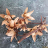 참죽나무(Cedrela sinensis Juss.) : 산들꽃