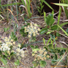 갯방풍(Glehnia littoralis F.Schmidt ex Miq.) : 추풍