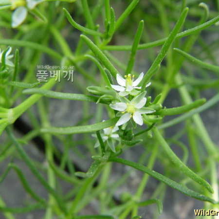 갯개미자리(Spergularia marina (L.) Griseb.) : 별꽃